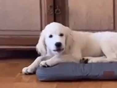 うちの犬がミニトマトを咥えていた。それはボールじゃないんだけど → 犬はこんな遊びを始めます…