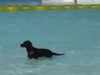 【イヌ】 夏も終わりで巨大なプール施設も営業を終える。最後はみんなに開放だ！ → 楽しむ犬たちはこちらです…