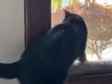 うちのネコが窓辺にいた。猫の中に子猫がいる！ → おわかりいただけただろうか…