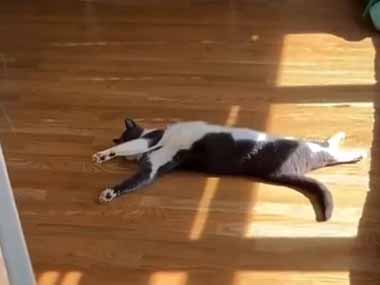 近所のネコが毎日うちにきて、昼寝して帰っていくんだが…