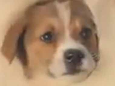 大きなイヌと小さな子犬が車の後部座席に乗っていた。モッフモフ♪ → 子犬はここにいます…