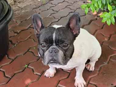 イヌは隣で待っていた。庭に置いてある桶には水が入っている → 犬はこうなります…