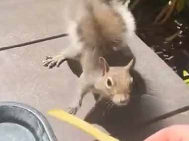 リスは小さくて可愛い。でも野生を舐めてはいけない！ → こうなります…