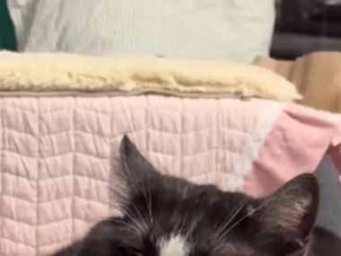 猫がソファの上でくつろいでいた。貫禄ある体格で流し目！ → 猫はちょっぴりイケメンです…