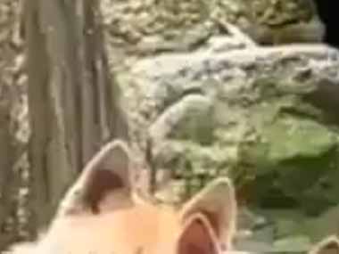 ２匹のイヌが庭からこっちを見ていた。ボクたち親友♪ → ２匹はこんな様子です…
