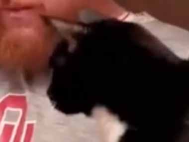 ネコはいつでも狙っている。飼い主が食べ物を口に運ぶ → 横取りハンターたちはこちらです…