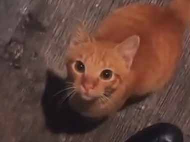 知らない可愛い子が玄関前にいた。中に入りたいようだ。ごめん、それは無理だよ → だがしかし…