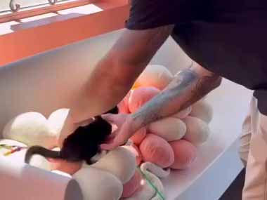 子ネコを１匹だけ飼うのは危険です。腰に問題を引き起こす可能性があります → 正しくは…