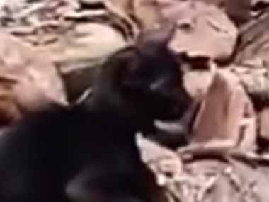 子ネコたちが母猫の周りで遊んでいた。元気にきゃっきゃっ♪ → 子育てはとても大変です…