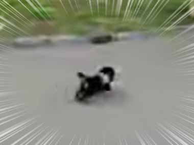 子イヌが公園で遊んでいた。みんなを笑顔にしちゃう！ → 元気な子犬はこちらです…