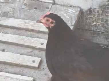 ニワトリが違う種類の鳥の子を育て始めた。ヒヨコにしてはちょっと大きい → それはクジャクのヒナでした…