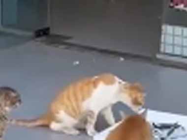 野良ネコたちが魚を食べていた。お邪魔しますね♪ → やってきたカモメはこうします…