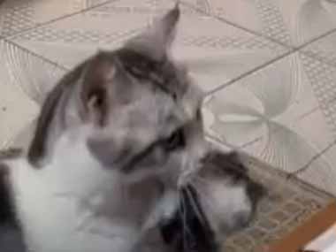 兄ネコが弟子猫を咥えてやってきた。いったいどうするの？ → こうしちゃう…