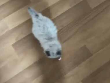 小さな毛玉が執拗に攻撃をしかけてくる。助けてぇ～！ → 猫好きは逃げられない…