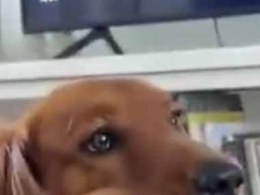 犬はボールが大好きだ。ハムスターかな？ → 犬のお口はこんな様子です…