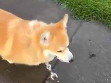 ２匹のイヌと散歩していた。道の途中には水たまりがあった → 高貴な１匹はこうなります…