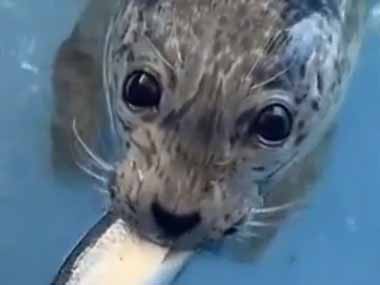 アザラシにお魚をあげてみた。おいしいブクブク～♪ → 幸せそうな鳴き声はこちらです…