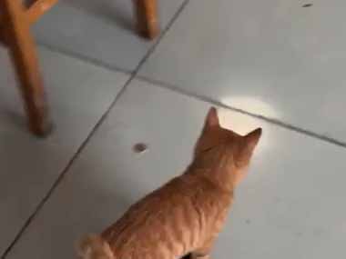 うちの猫がビニール袋を咥えて歩いていた。スルスル～♪ → こんな歩き方になりました…