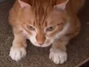 ネコの正体がついにバレる。私が背中をポンポン叩く → 宇宙人、母船と交信を始めました…