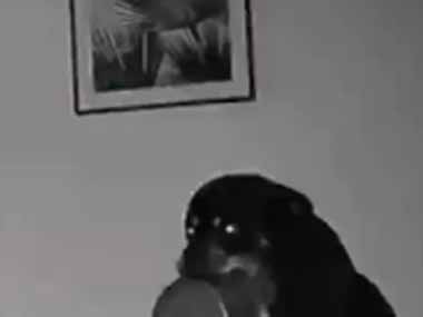 イヌは夜中にお腹が減ったようだ。でも飼い主は寝ていた → 犬はこうした…