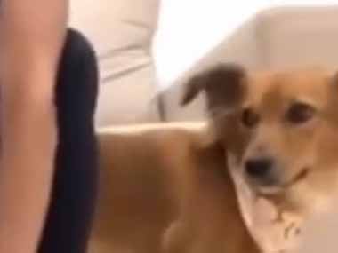 【イヌ】 私がソファに座って出かける準備をする。行かないでよぉ！ → 犬は何度もこうします…