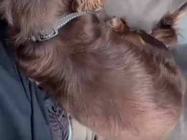 イヌが車に乗っていた。ドアを開けてみる。ビュ～ン！ → 犬、ターボです…