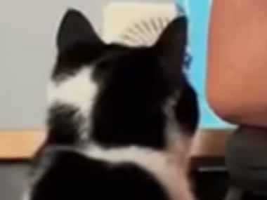 ネコ好きが作った椅子…