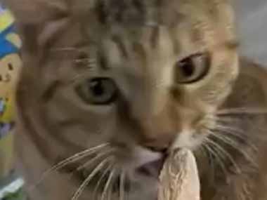 猫にオヤツをあげてみた。ちゃんとこっちのボウルに入れて！ → マナーが良い猫はこうします…