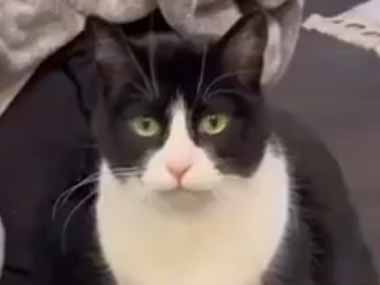 うちの猫にオヤツをあげてみた。ほら、お肉だよ。やったぁ♪ → 猫、ちょっと踊ります…