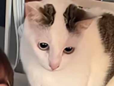 ネコの前で私がしゃべり始める。うるさかったのかな？ → 猫はこうした…