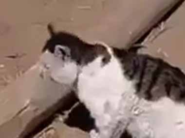 【閲覧注意】 猫はやっぱりハンターだ。今日はこれだけ獲ったど！ → 私に成果を見せつけます…