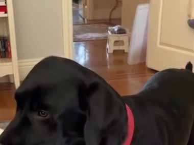 イヌはお腹が空いたようだ。ごはん！ごはん！ → 咥えたボウルをこうします…