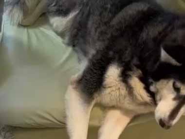 犬がソファで寝転んでいた。そこに飼い主が腰を下ろした → プロのスリの手口はこちらです…