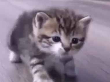 【子ネコ】 車屋さんにやってきた。店内でパーツを物色していたはずなのに → 猫好きはこうなります…