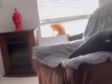 うちのネコが窓の外を眺めていた。私はソファに座って歌い出す → すると猫はこうなります…