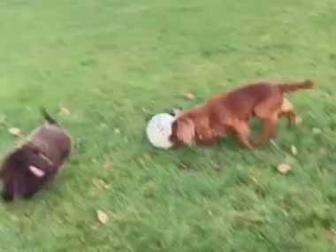 イヌたちが広い庭で遊んでいた。ボールはともだち♪ → １匹、大空翼くんです…