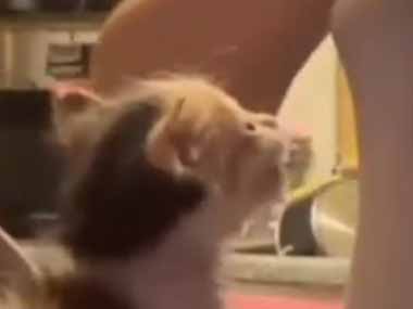 子猫のミルクを作っていた。早くよこすのだぁあぁあぁぁ～！ → 小さな毛玉、荒ぶります…