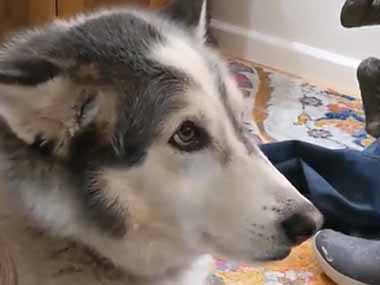イヌが私の足元にいた ちょっとだけオヤツ食べたいなぁ 犬はこうする 猫の動画 ねこわん