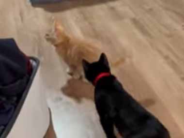 小さな子ネコの後ろから同居子猫がちょっかいを出す。にゃめんなよ！ → 負けん気の強い子猫はこうします…