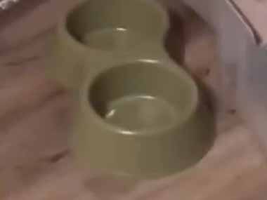 【ネコ】 部屋の隅から何やら音がする。行ってみた → 猫、現行犯逮捕です…