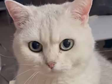 うちのネコも「お手」ができるかな？ やってみた → 猫の前足はこうなった…