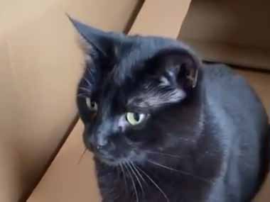 うちの猫のためにダンボールで「爪とぎ」を作ってみた…