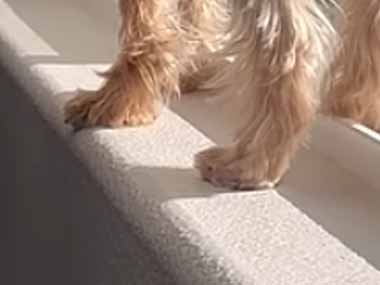 うちのイヌが窓辺にいた。ポカポカ気持ち良くなったのかな？ → 犬はカーテンでこんな様子です…