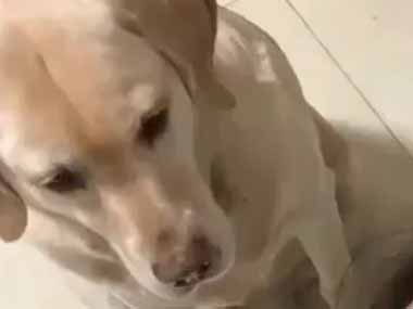 イヌの目の前でお姉さんが寝転んでいた。リンゴをかじってペッ！ → 犬はこうする…