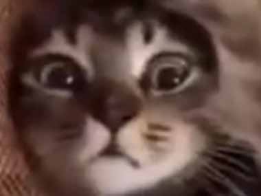 ネコたちが自由にくつろいでいた。それはヨガですか？ → 猫たちはこんなポーズです…