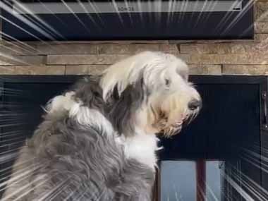 犬がテレビアニメを見ていた あ あれはボクだ 犬はこうなる 猫の動画 ねこわん 犬がテレビアニメを見ていた あ あれはボクだ 犬はこうなる 猫の動画 ねこわん