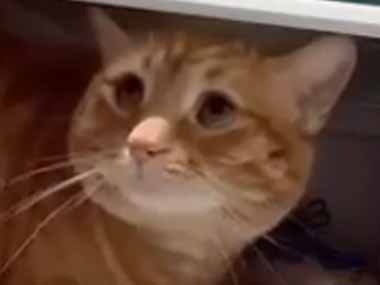 【ネコ】 今日はとても気温が高い。ここがいいの！ → うちの猫が冷蔵庫から出てこないんだが…