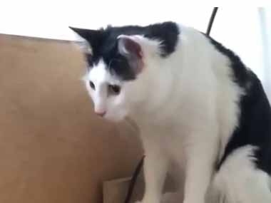 ネコが小さな子犬たちにちょっかいを出す。ていてい♪ → でもすぐにこうなります…