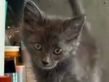うちの子猫がテーブルの上に乗っていることがある。ジャンプしても届かないのにどうやって？ → ルートがわかりました…