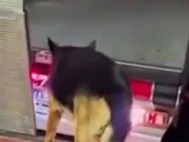 犬は後ろで待っていた。トラックが倉庫にバックしてくる。オーライ！ → 倉庫犬はこうします…